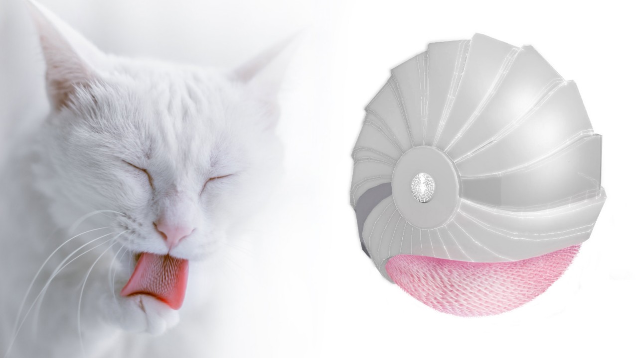 weiße Katze und ein Duftkreis